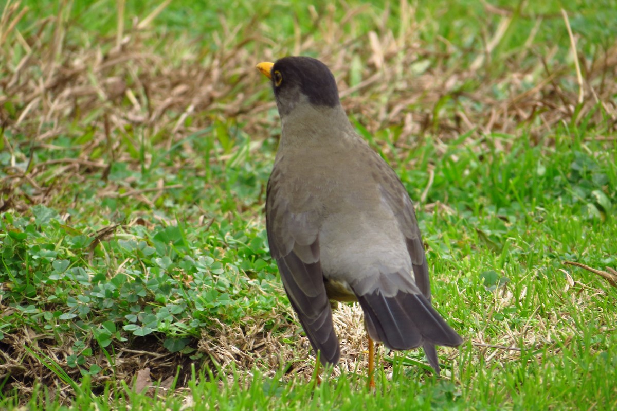 Austral Thrush - ML621849275