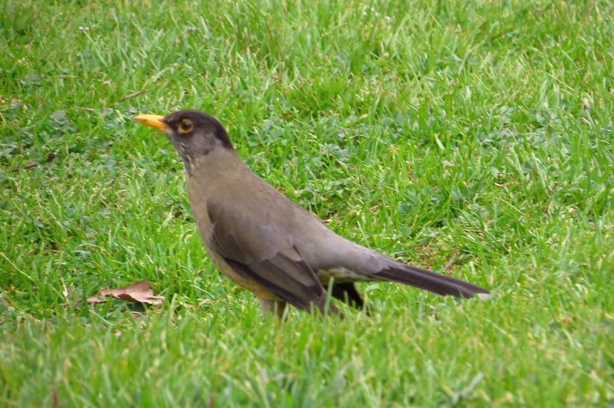 Austral Thrush - ML621849277