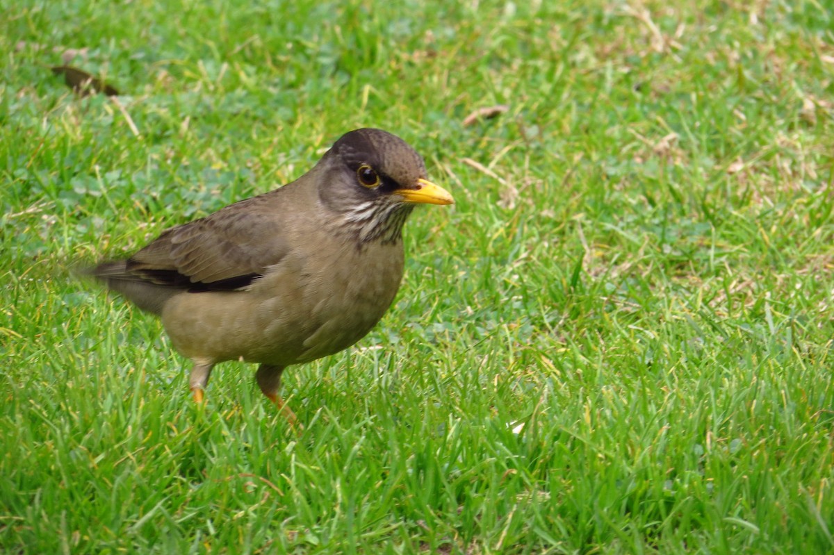 Austral Thrush - ML621849280