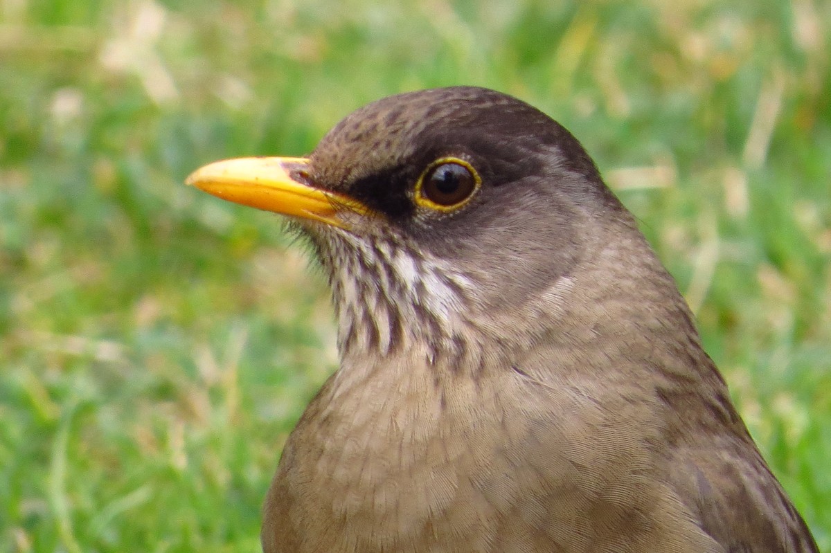 Austral Thrush - ML621849293