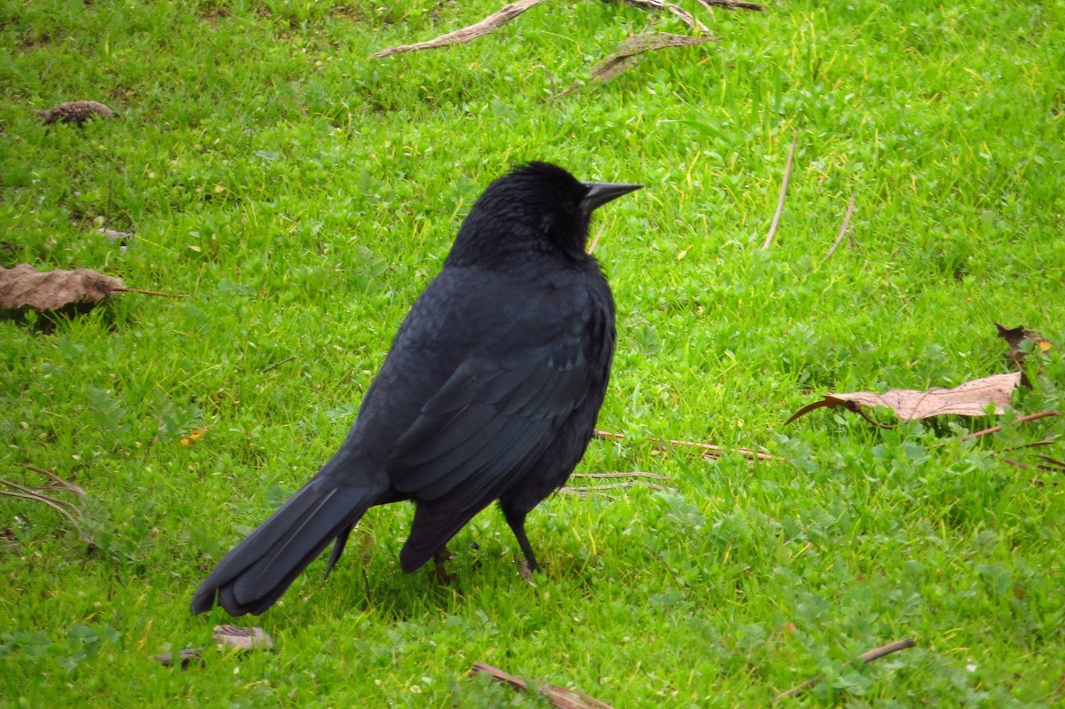 Austral Blackbird - ML621849299