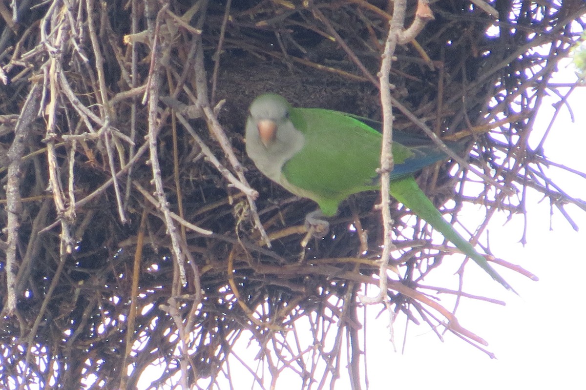 Monk Parakeet - ML621849319