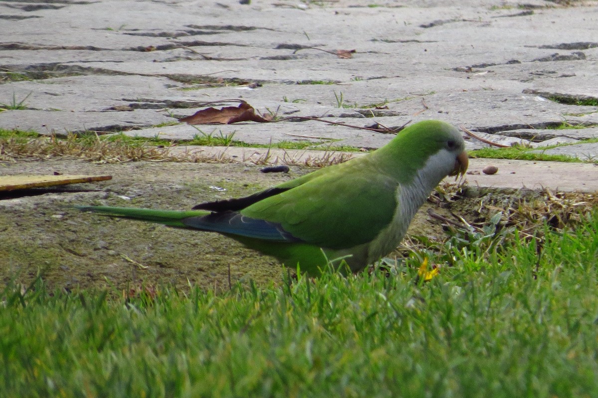 Monk Parakeet - ML621849322