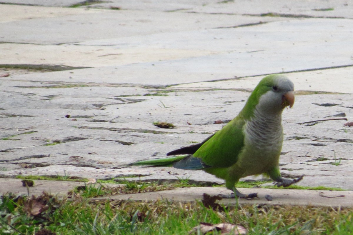 Monk Parakeet - ML621849333