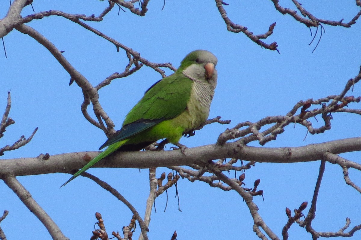 Monk Parakeet - ML621849338