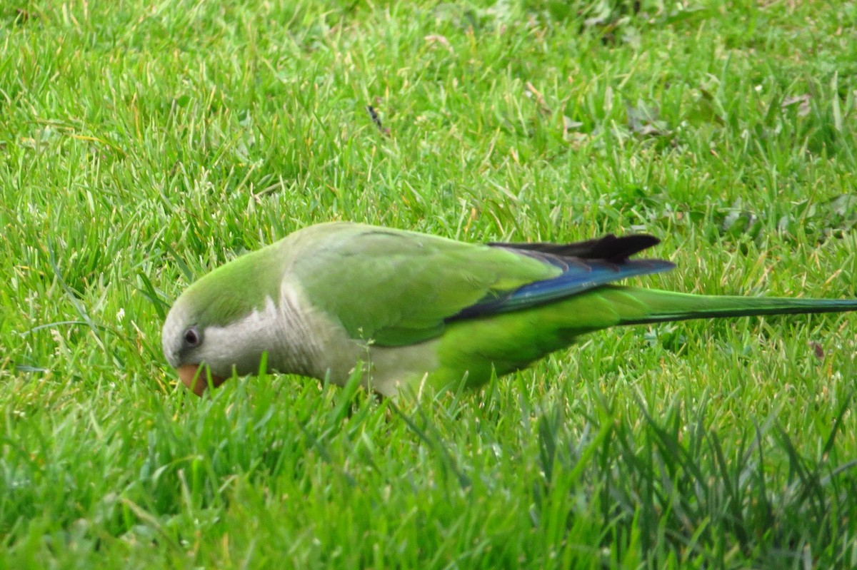 Monk Parakeet - ML621849342
