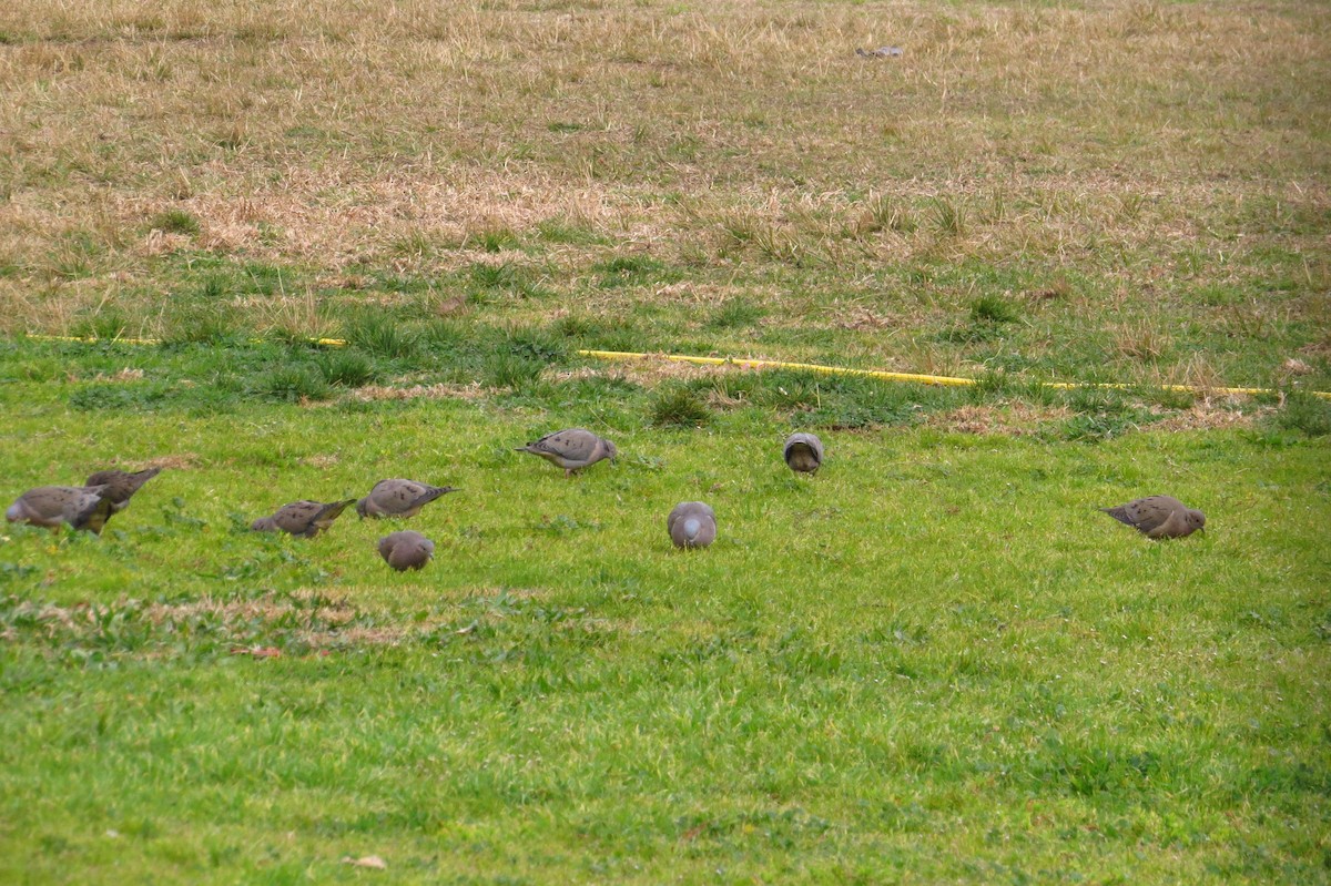 Eared Dove - ML621849354