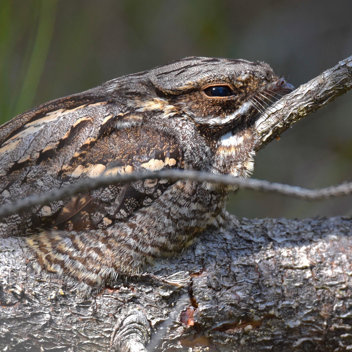 Eurasian Nightjar - ML621849370