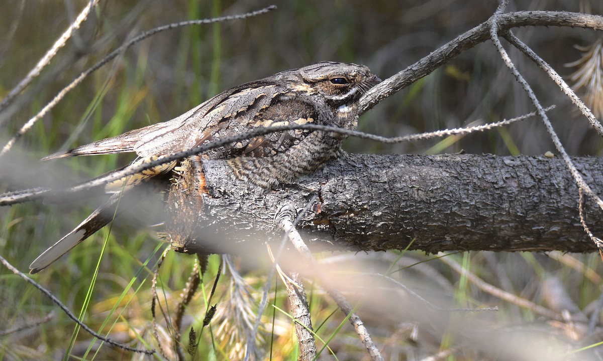 Eurasian Nightjar - ML621849371