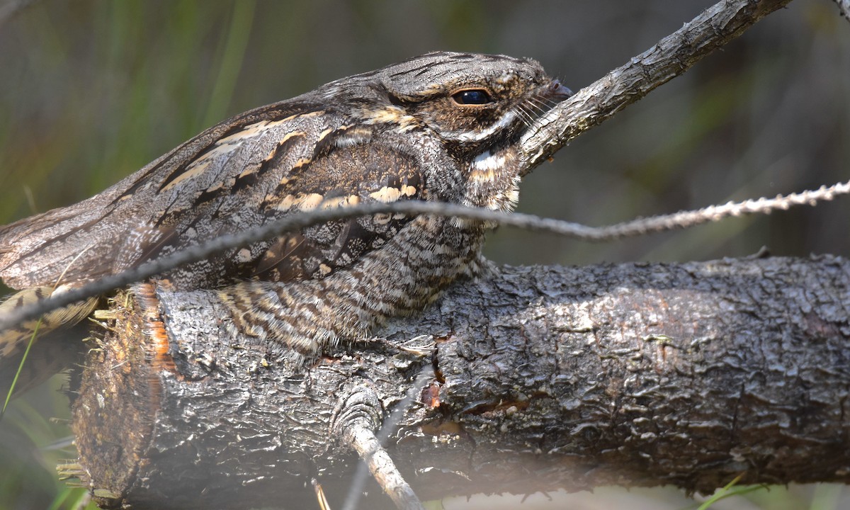 Eurasian Nightjar - ML621849372