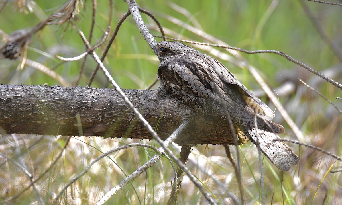 Eurasian Nightjar - ML621849373