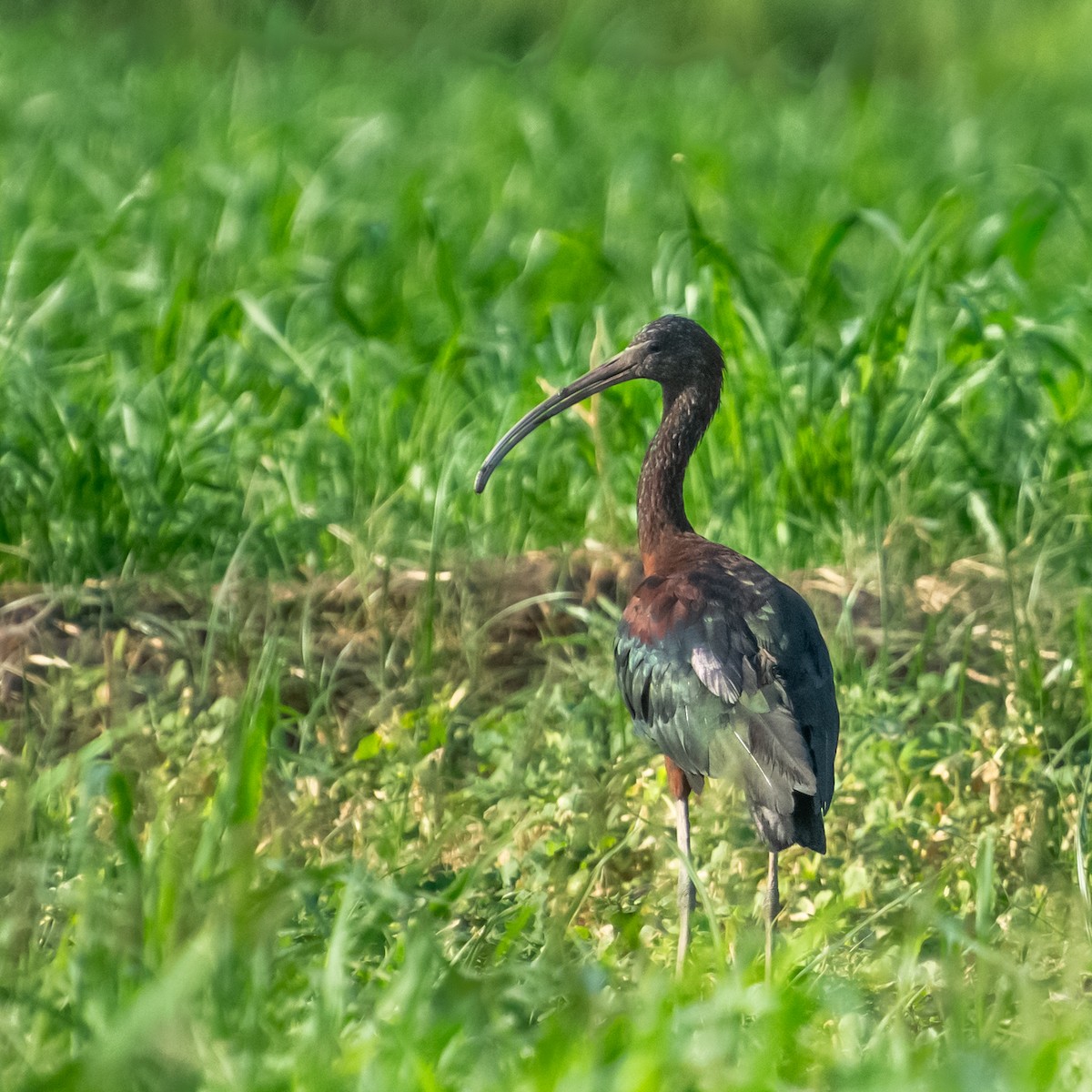 ibis hnědý - ML621849378