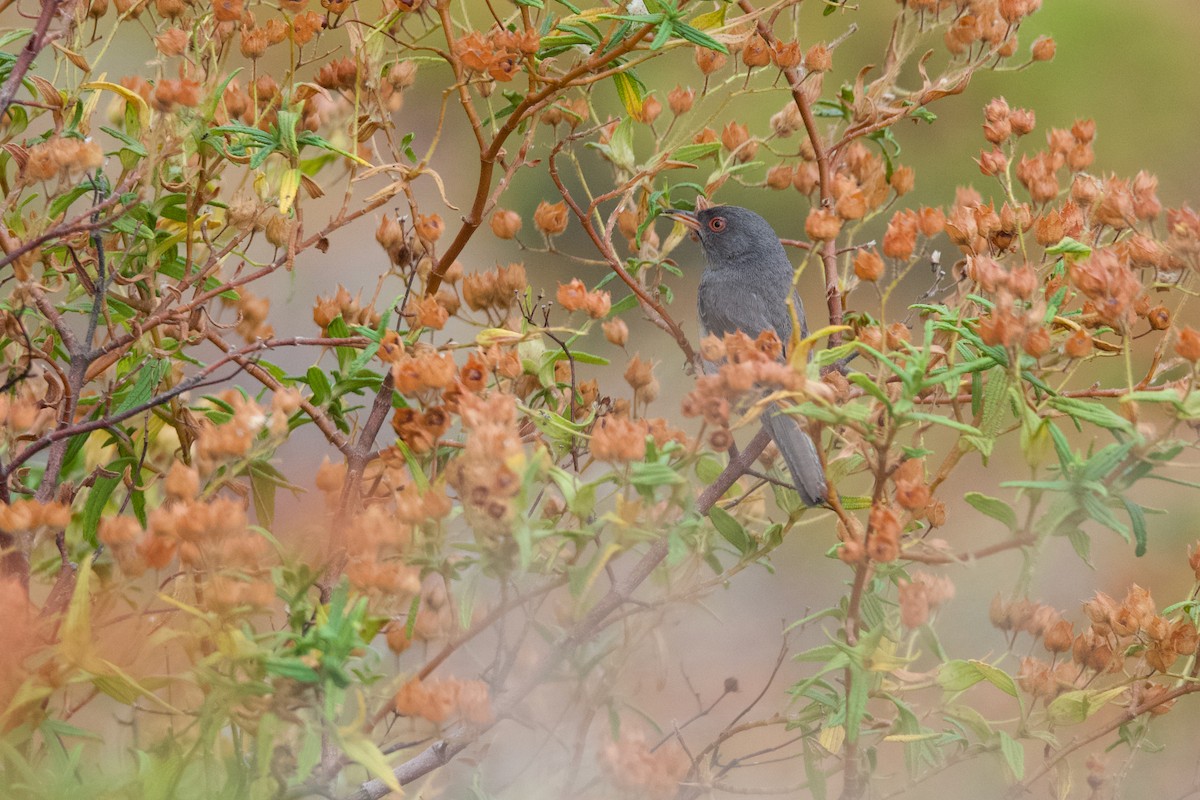 סבכי כהה - ML621849387