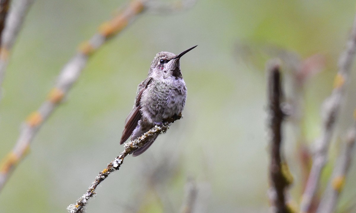 Colibrí de Anna - ML621849391