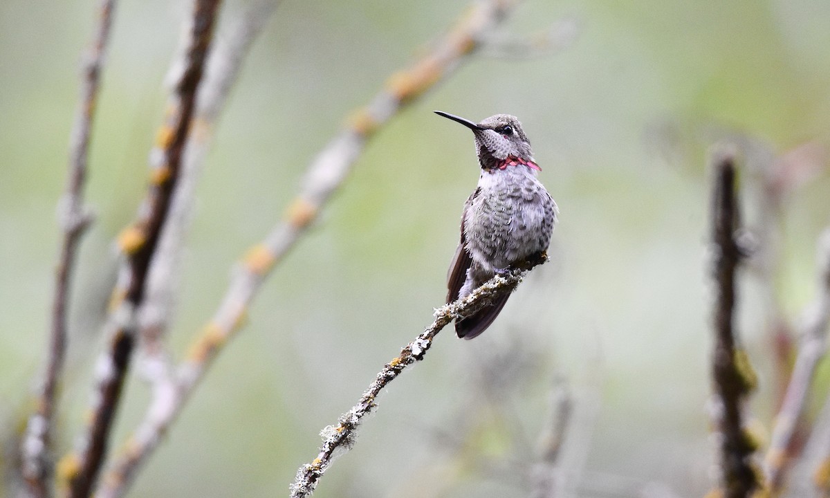 Anna's Hummingbird - ML621849392