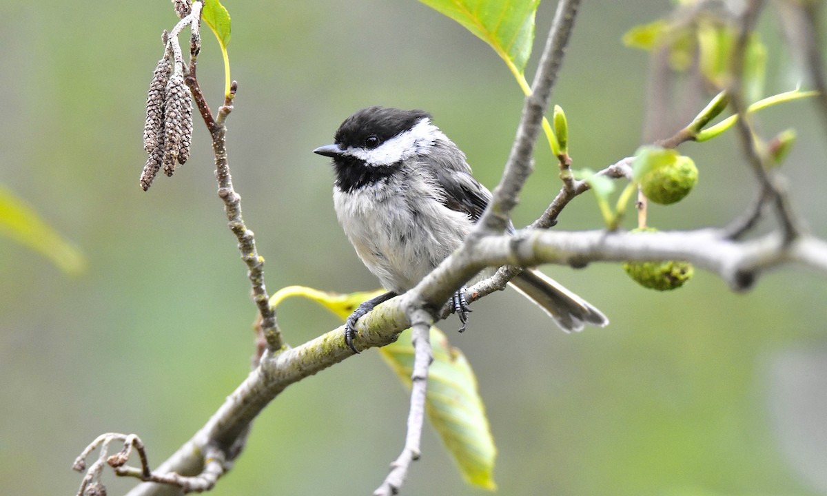 Black-capped Chickadee - ML621849393