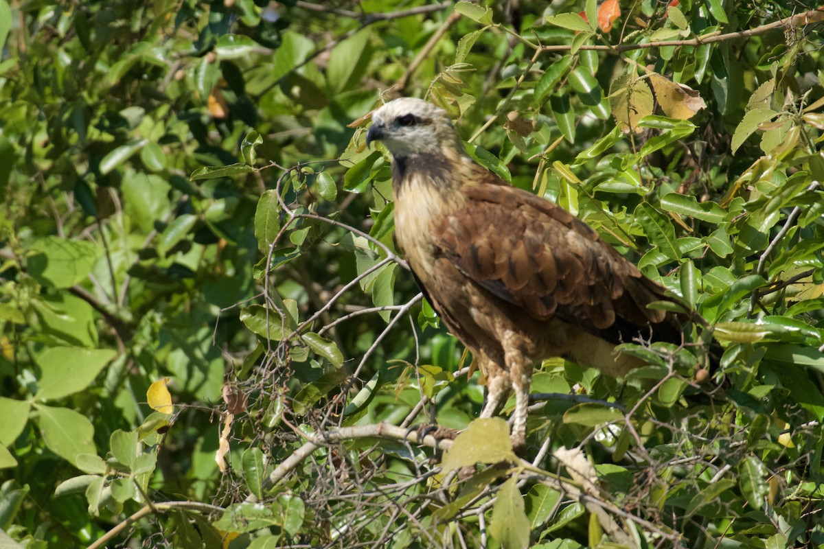 Black-collared Hawk - ML621849398