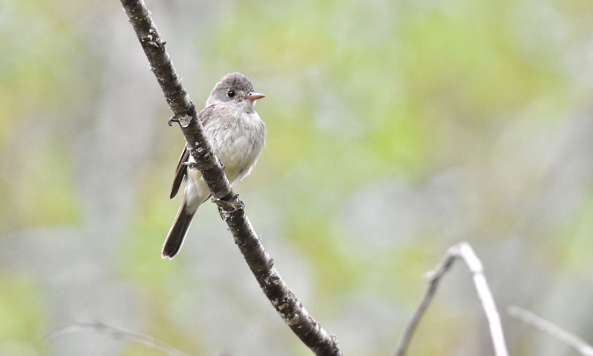 Willow Flycatcher - ML621849406