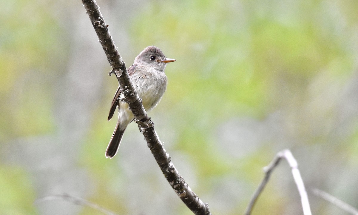 Willow Flycatcher - ML621849407