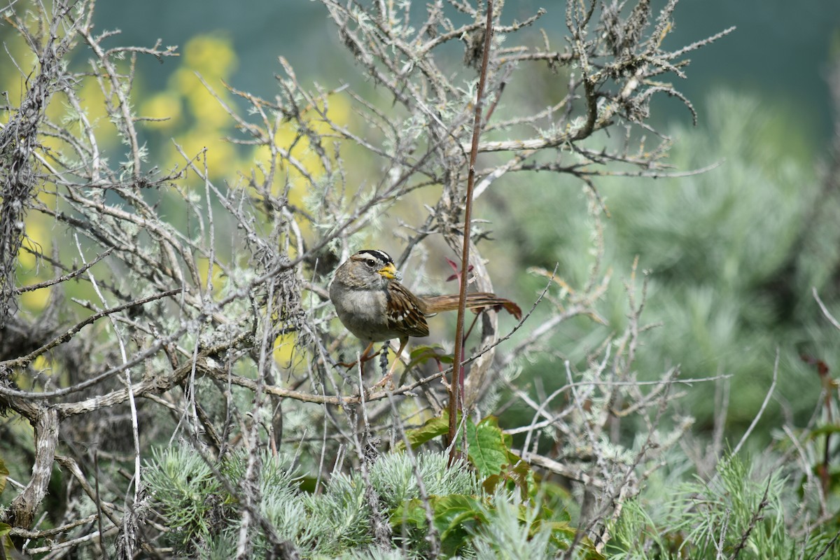 White-crowned Sparrow - ML621849412