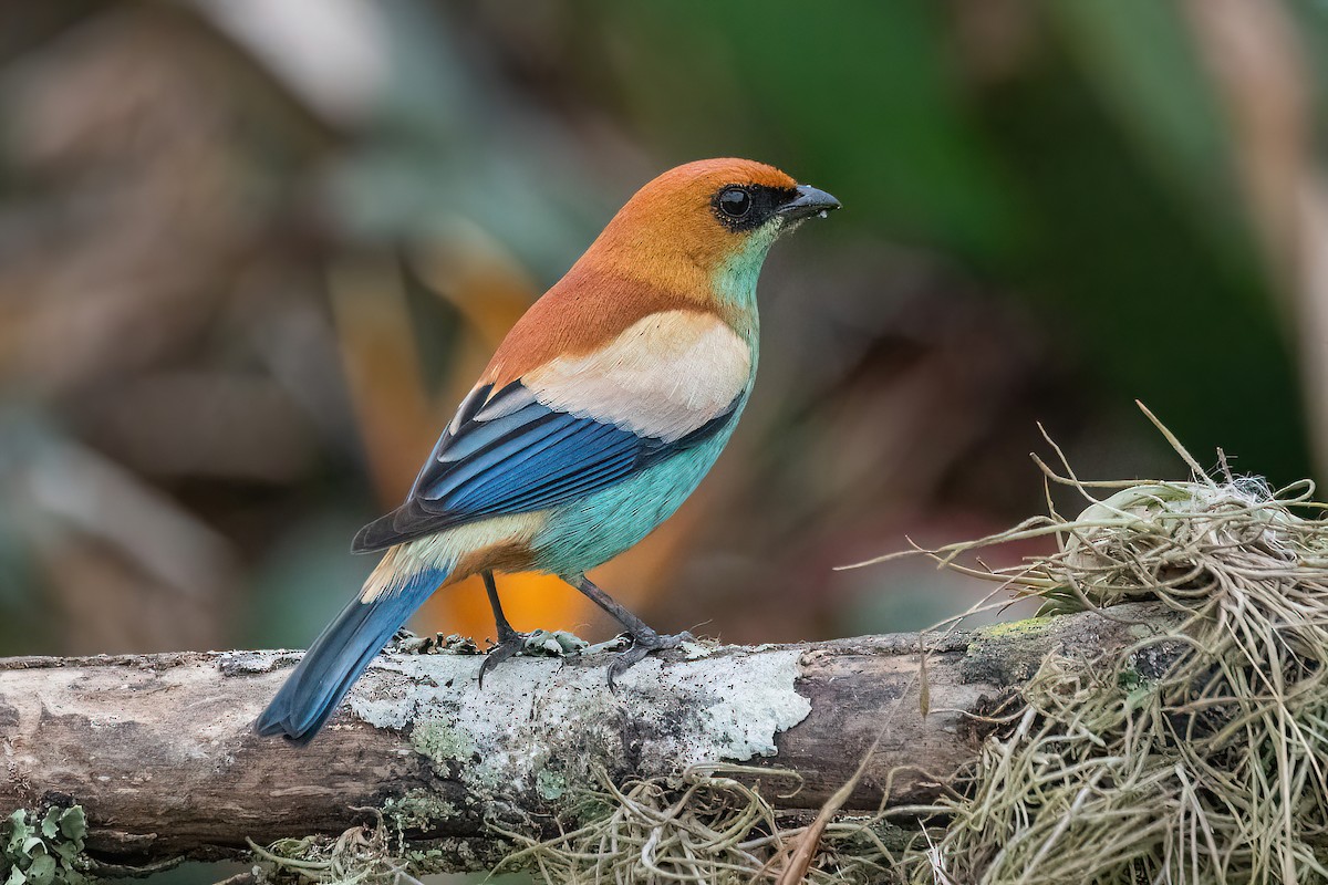 Chestnut-backed Tanager - Raphael Kurz -  Aves do Sul