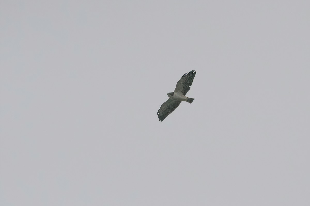 Short-tailed Hawk - ML621849451