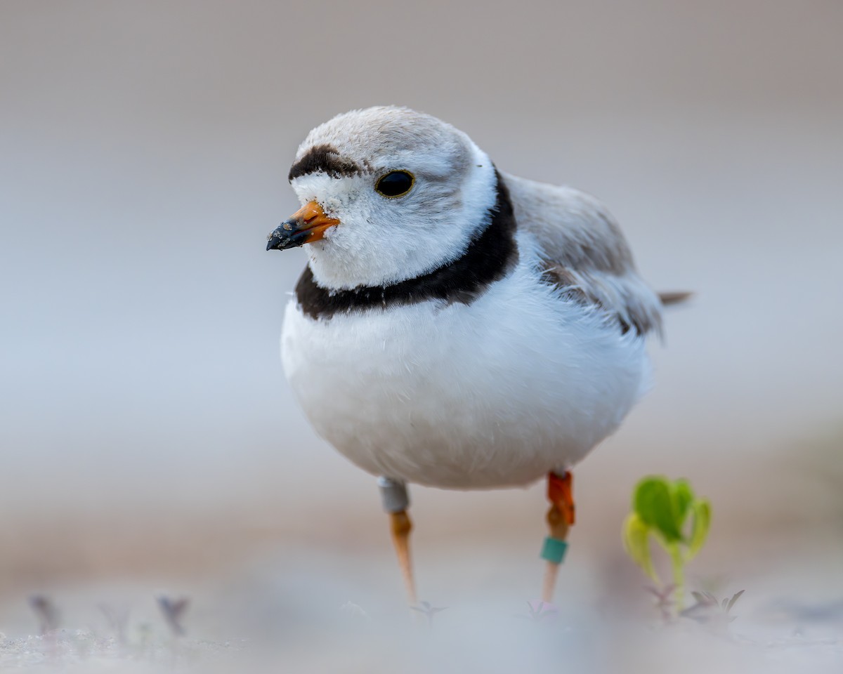 Piping Plover - ML621849458