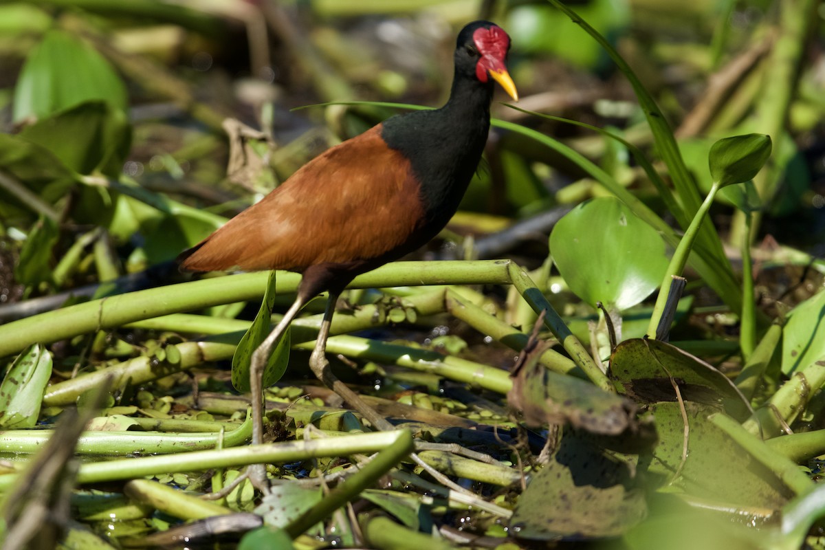 Wattled Jacana (Chestnut-backed) - ML621849469