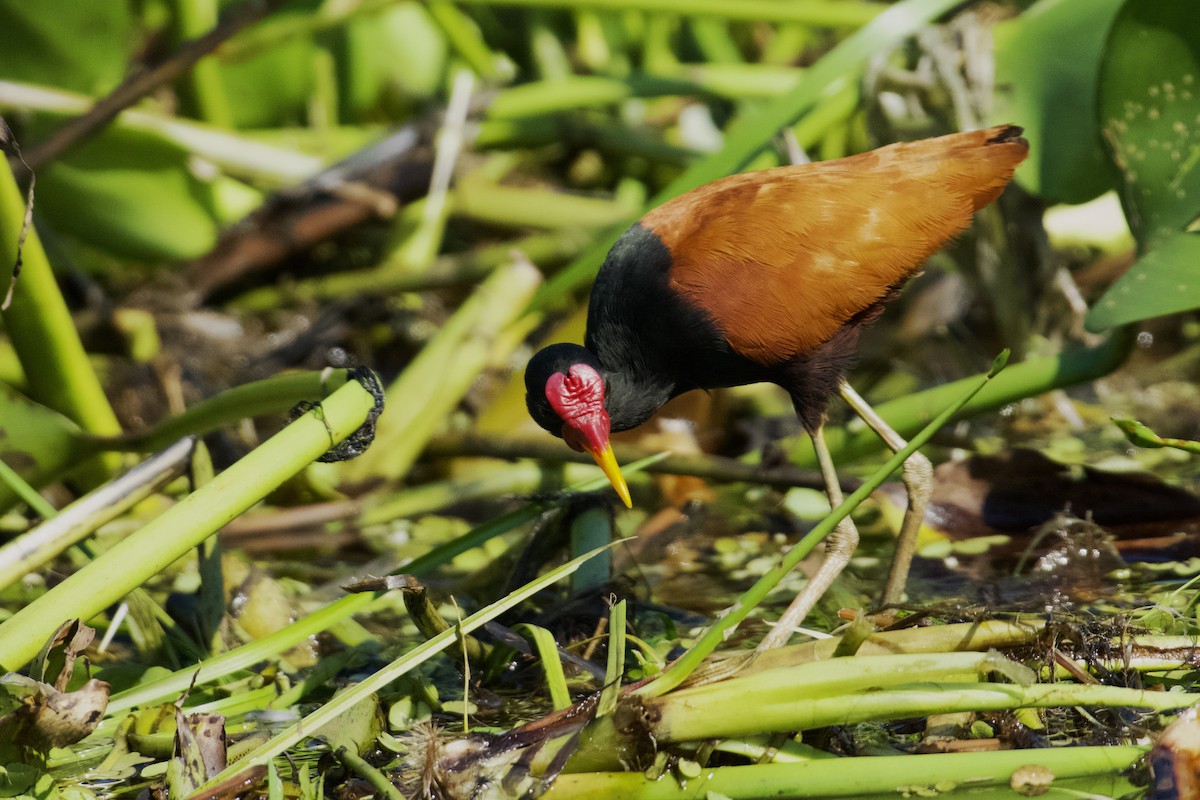 Wattled Jacana (Chestnut-backed) - ML621849475