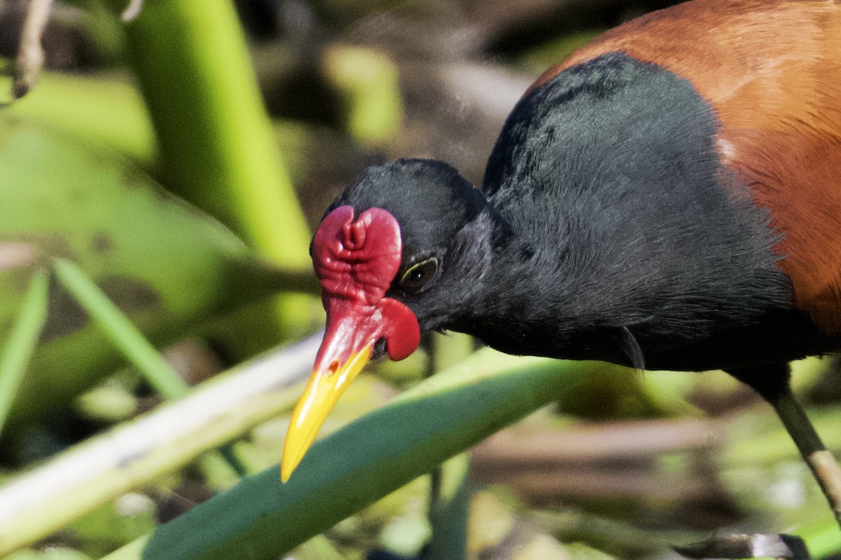 Wattled Jacana (Chestnut-backed) - ML621849486