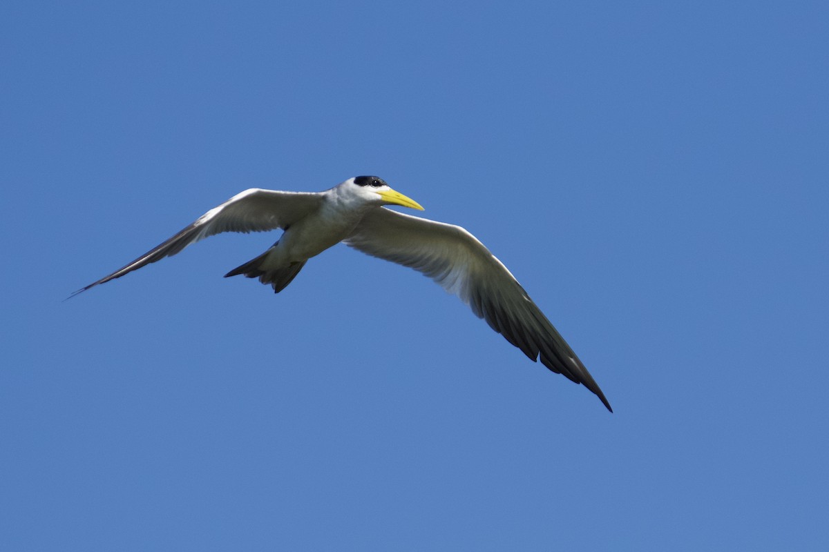 Large-billed Tern - ML621849496