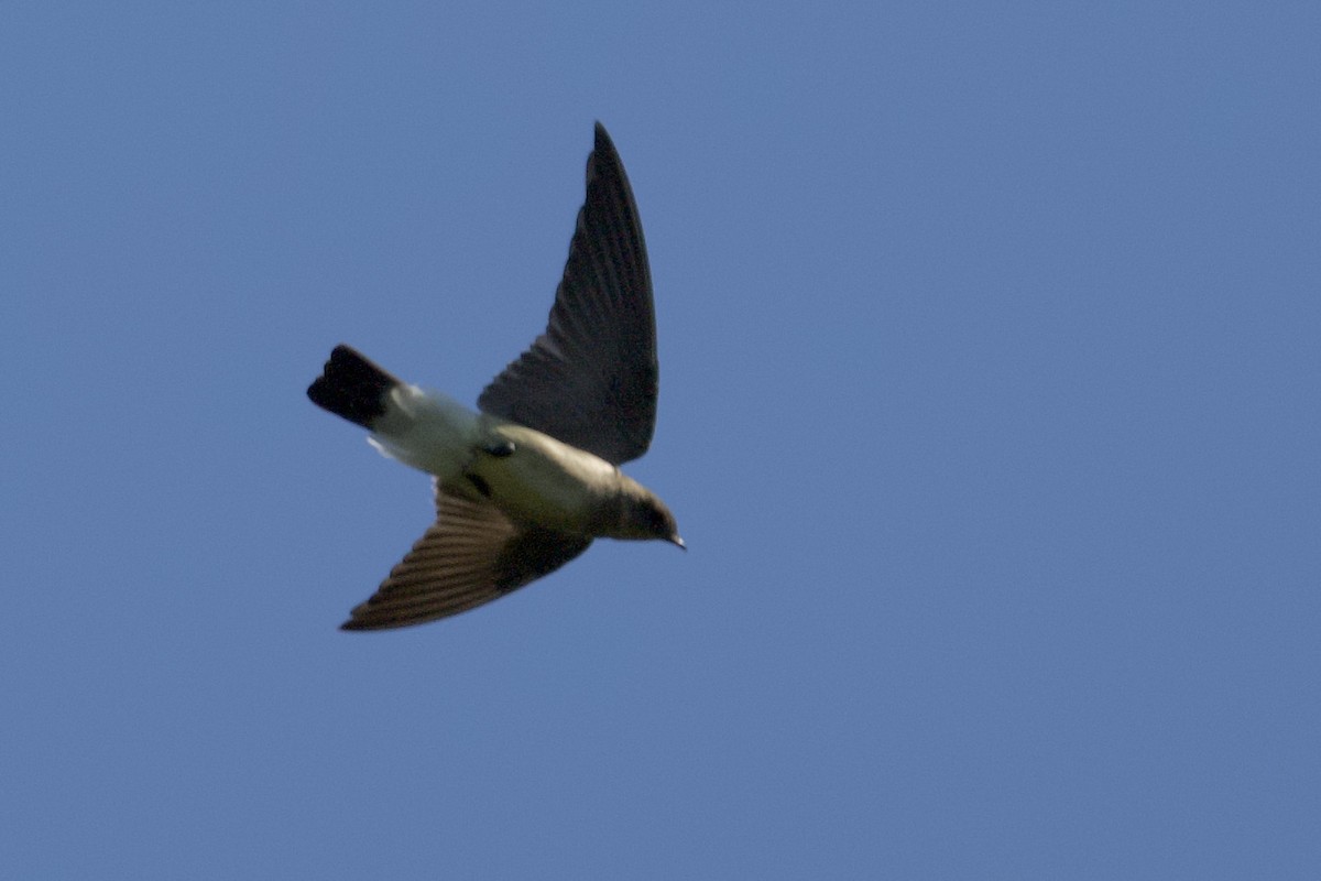 Southern Rough-winged Swallow - ML621849511
