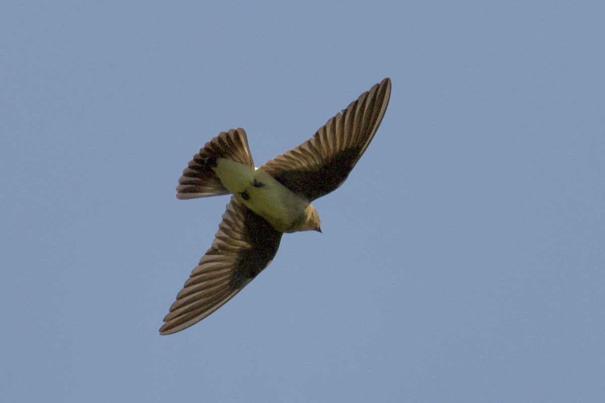 Southern Rough-winged Swallow - Debbie Metler