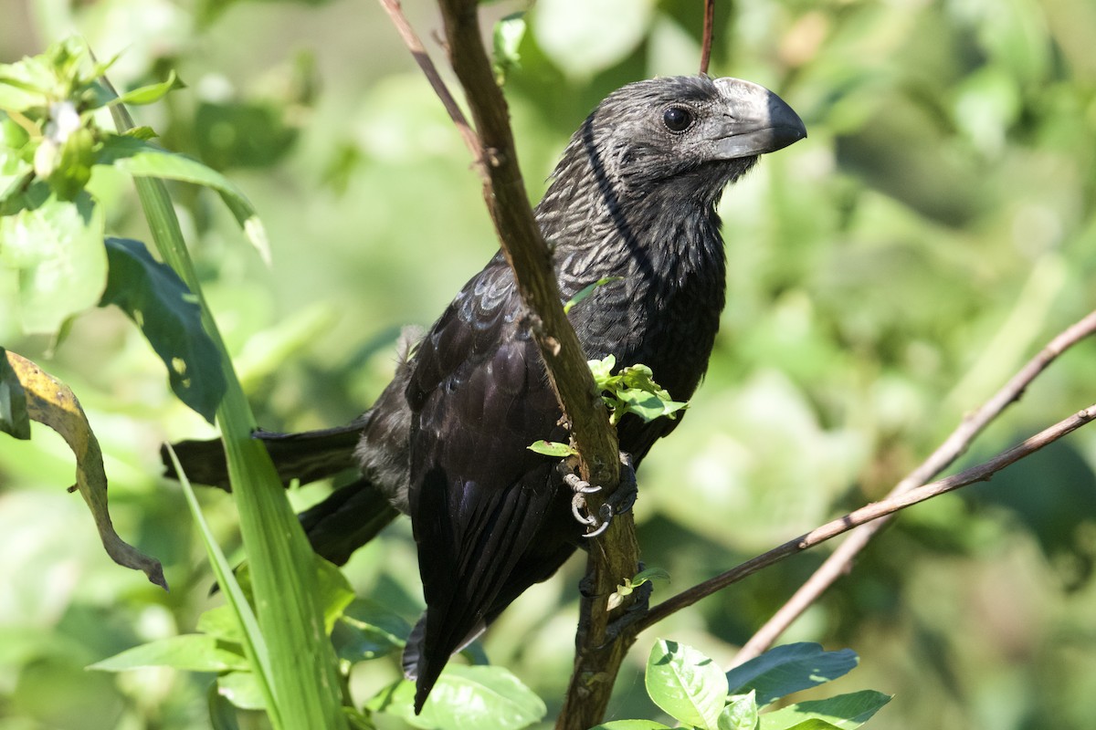 Smooth-billed Ani - ML621849524