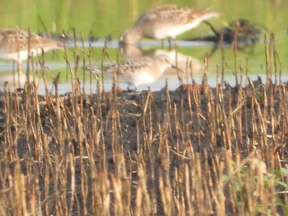 Baird's Sandpiper - Amy Lyyski