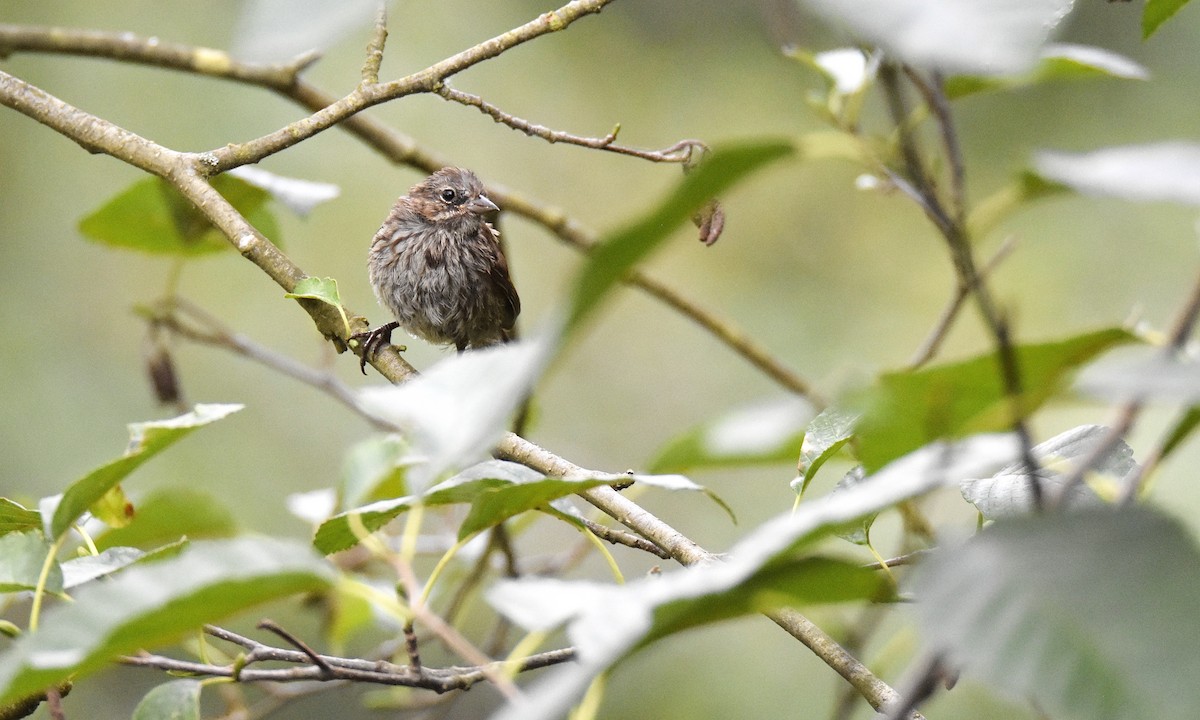 Song Sparrow - ML621849610