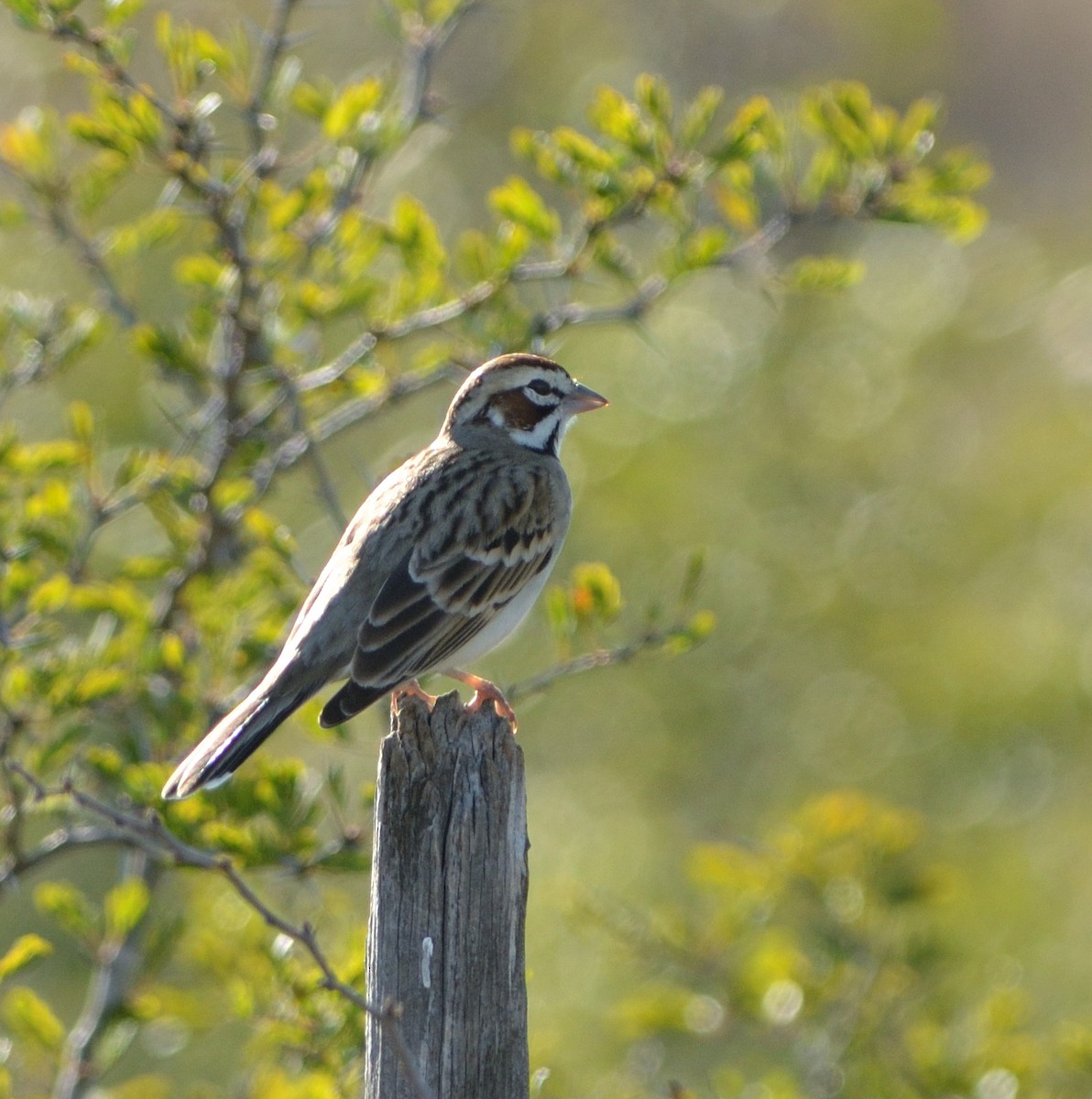 Lark Sparrow - ML621849625