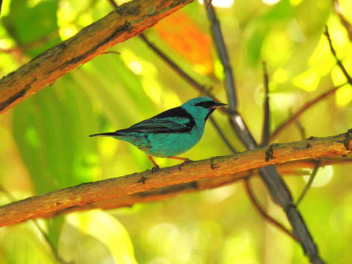 Blue Dacnis - Henrique Heidi Horiyshi