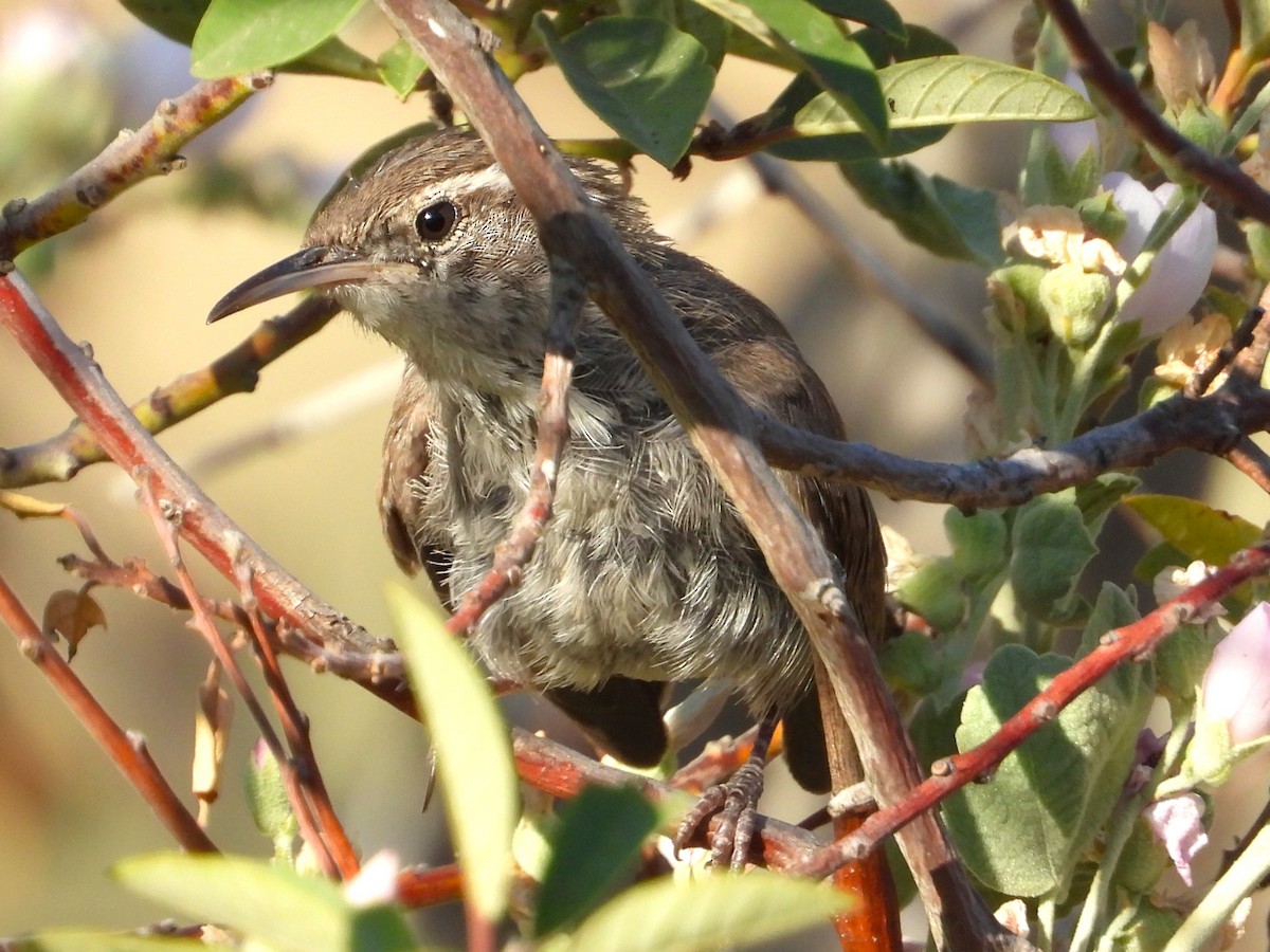 Bewick's Wren - ML621849699