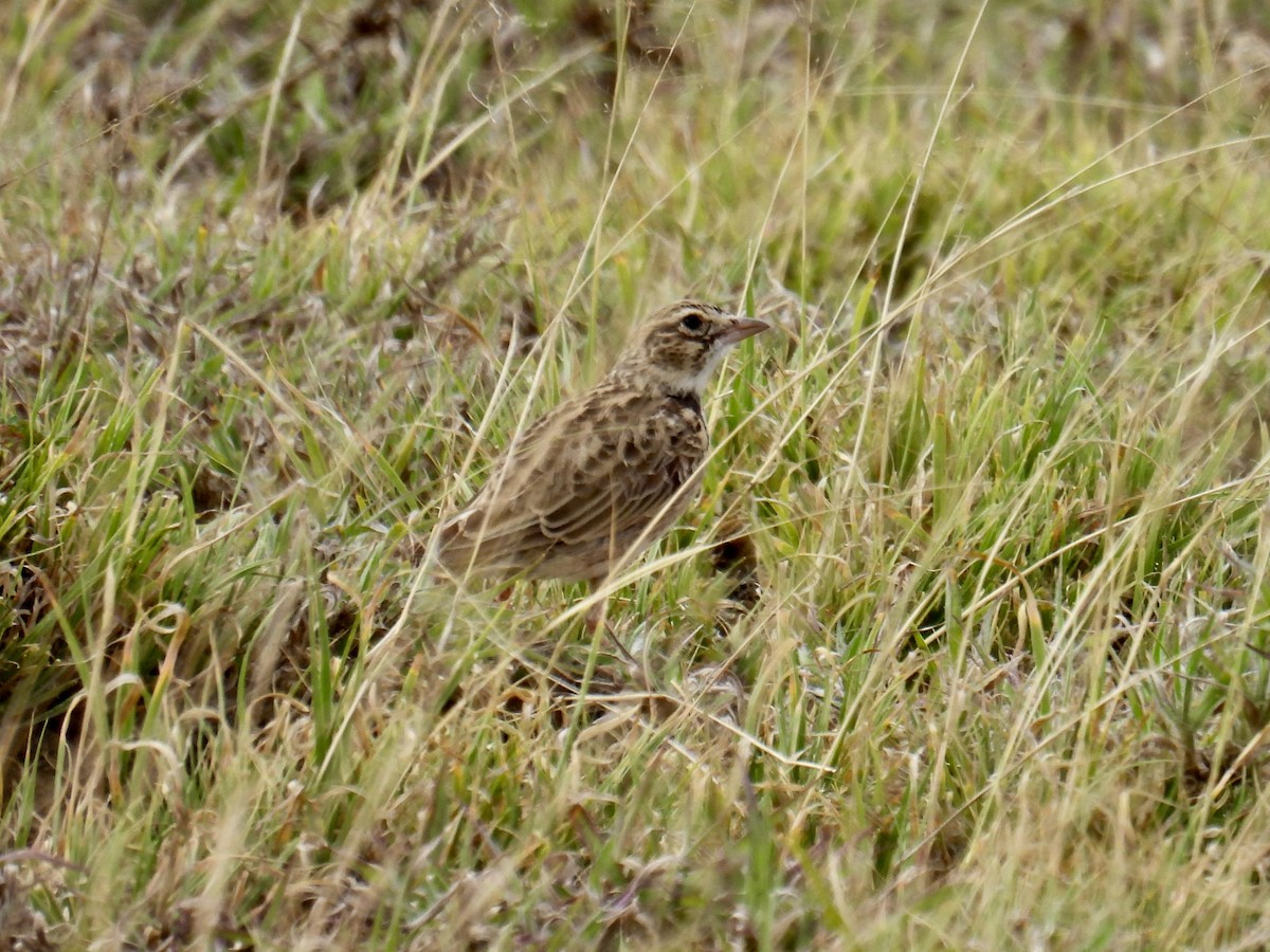 Somali Short-toed Lark (Athi) - ML621849704