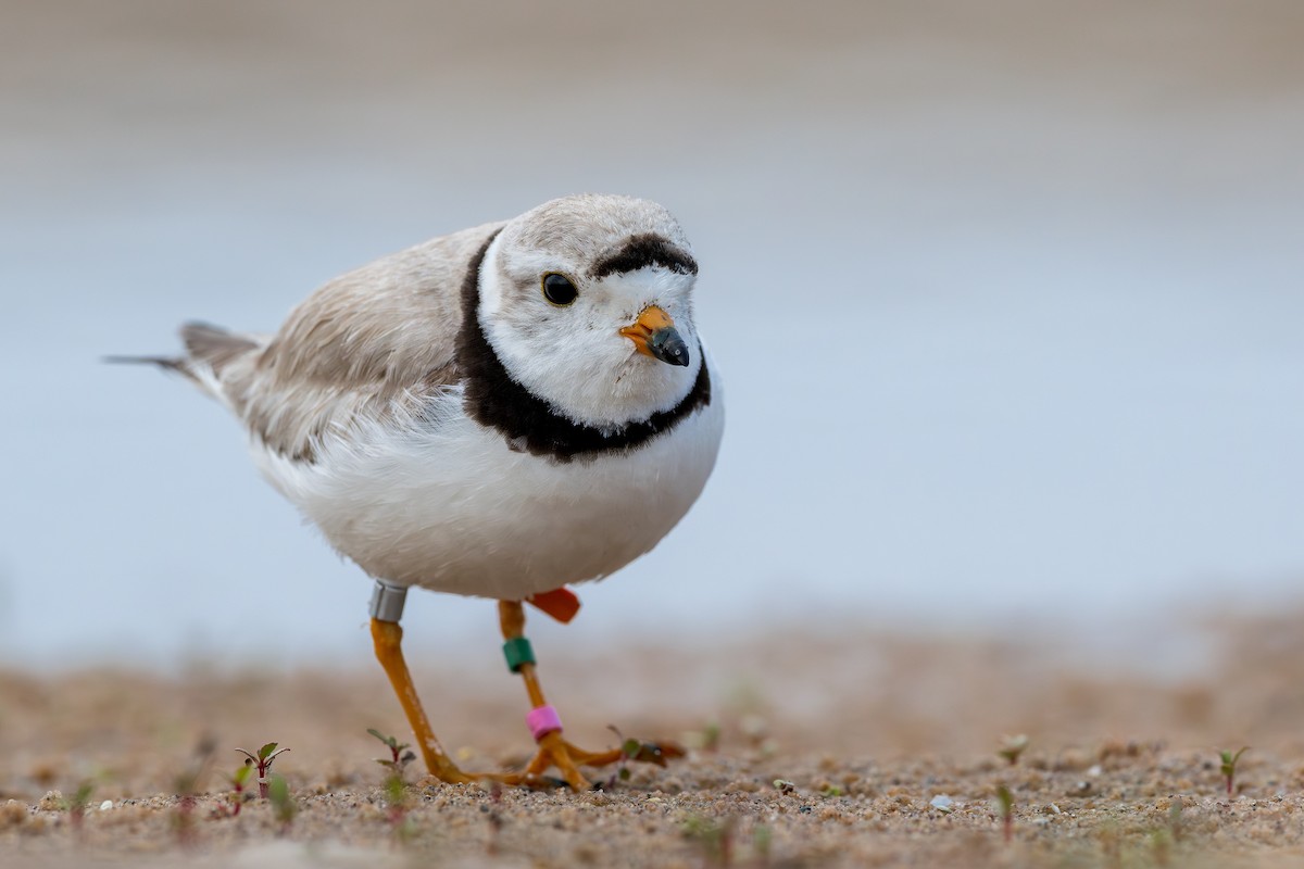 Piping Plover - ML621849755