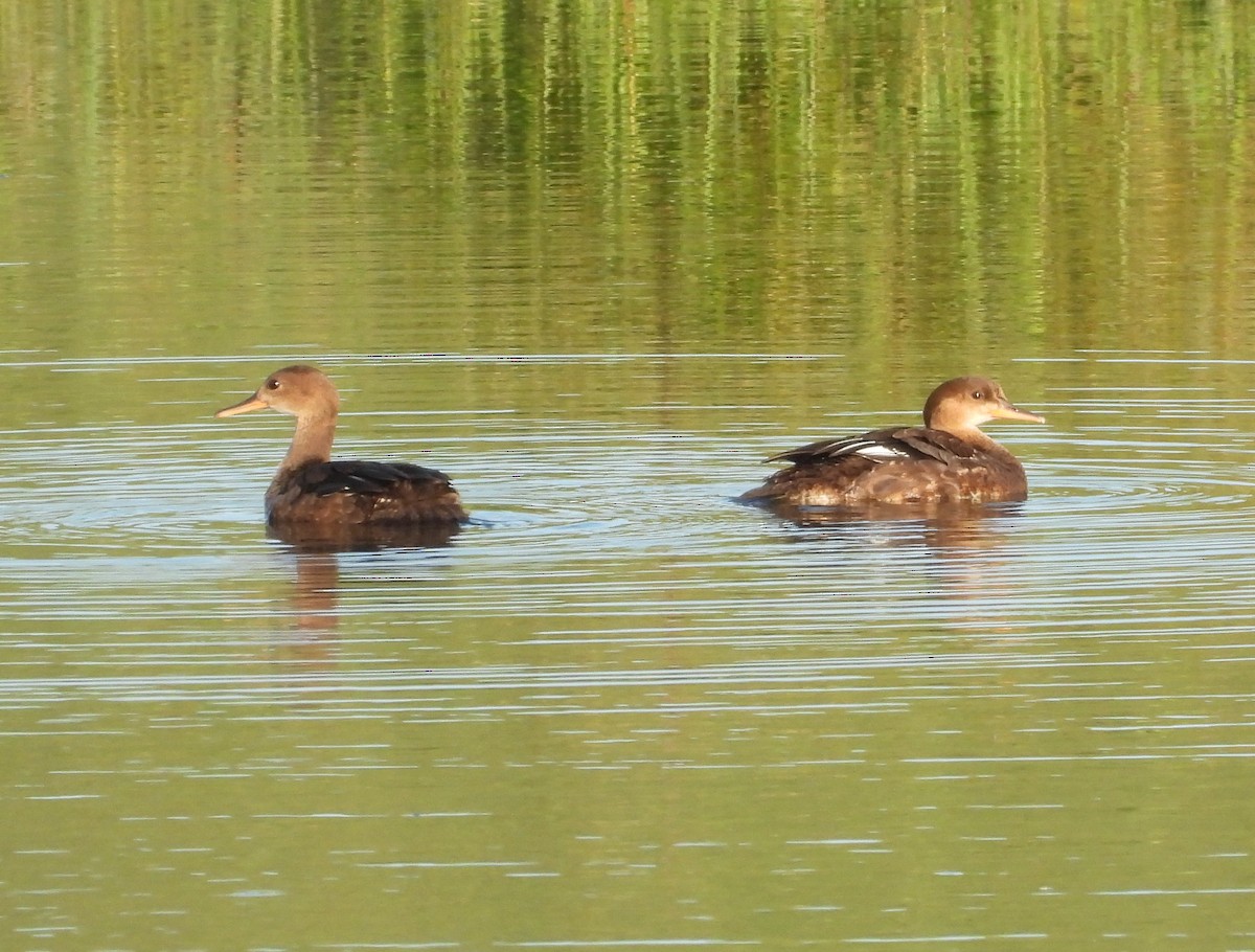 Hooded Merganser - ML621849756