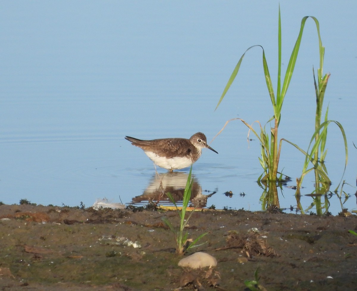 Solitary Sandpiper - ML621849767