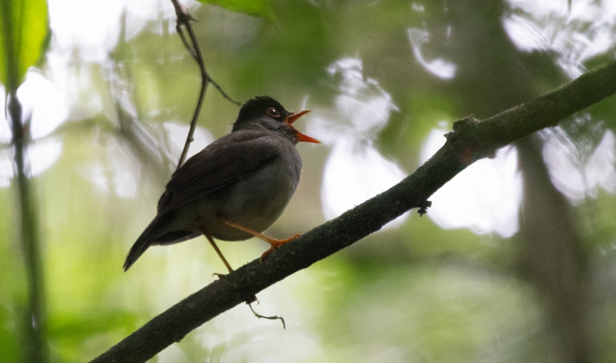 Black-headed Nightingale-Thrush - Jesse Brass