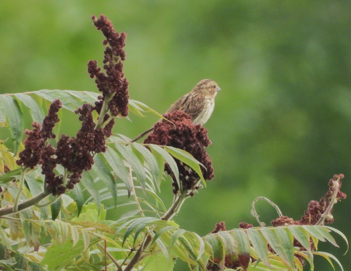 Song Sparrow - ML621849788