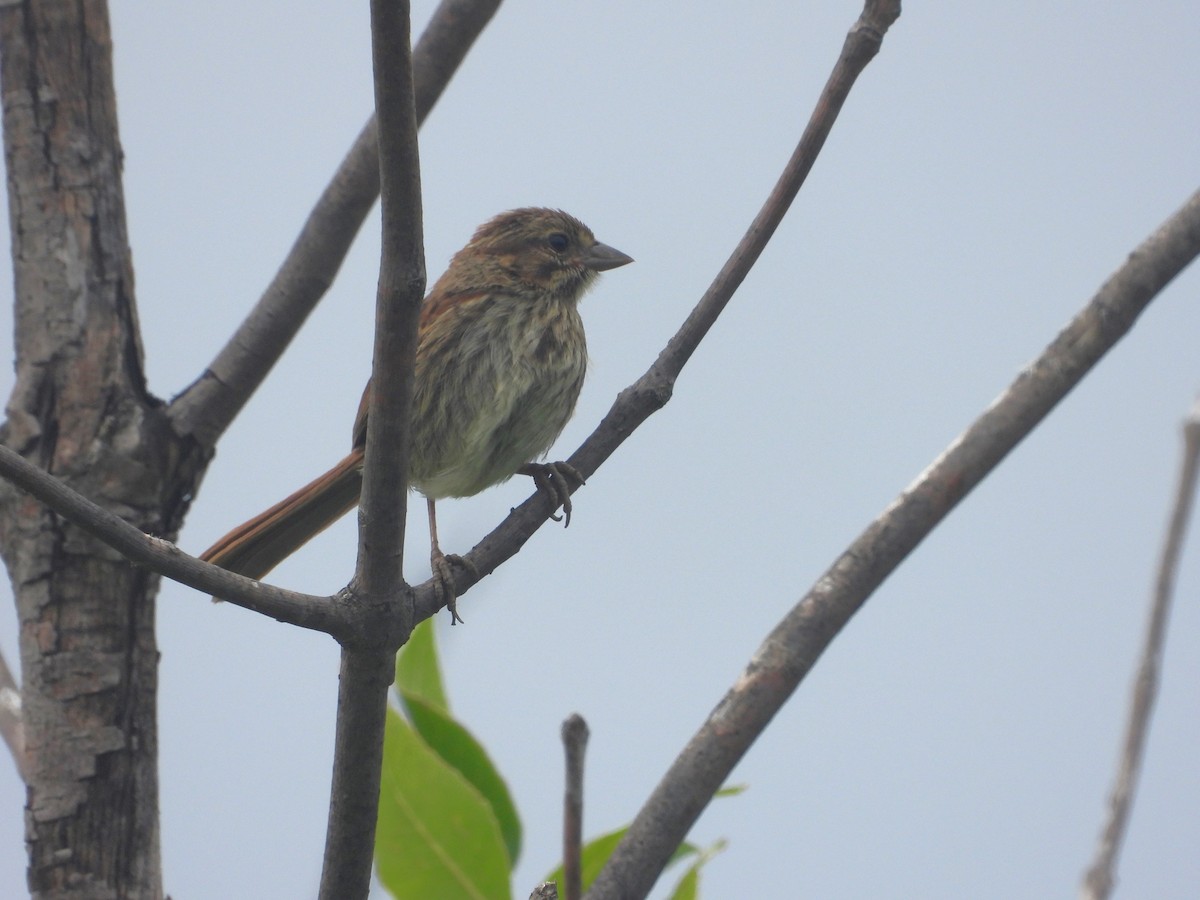 Song Sparrow - ML621849789