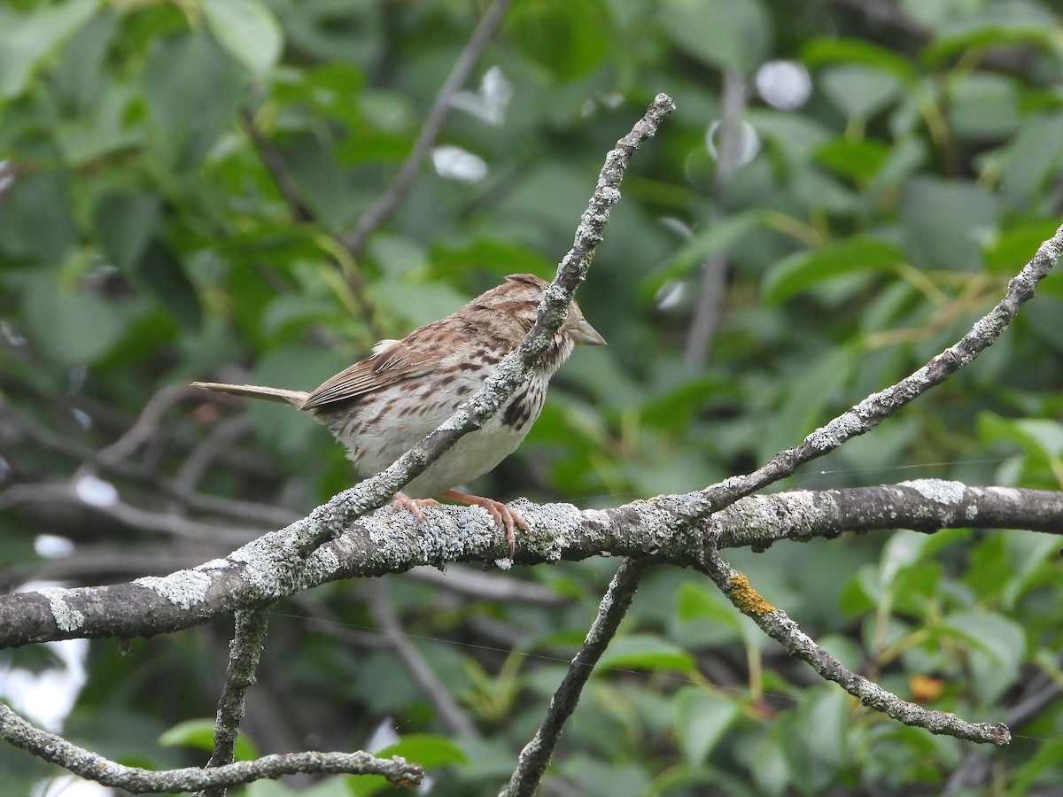 Song Sparrow - ML621849790