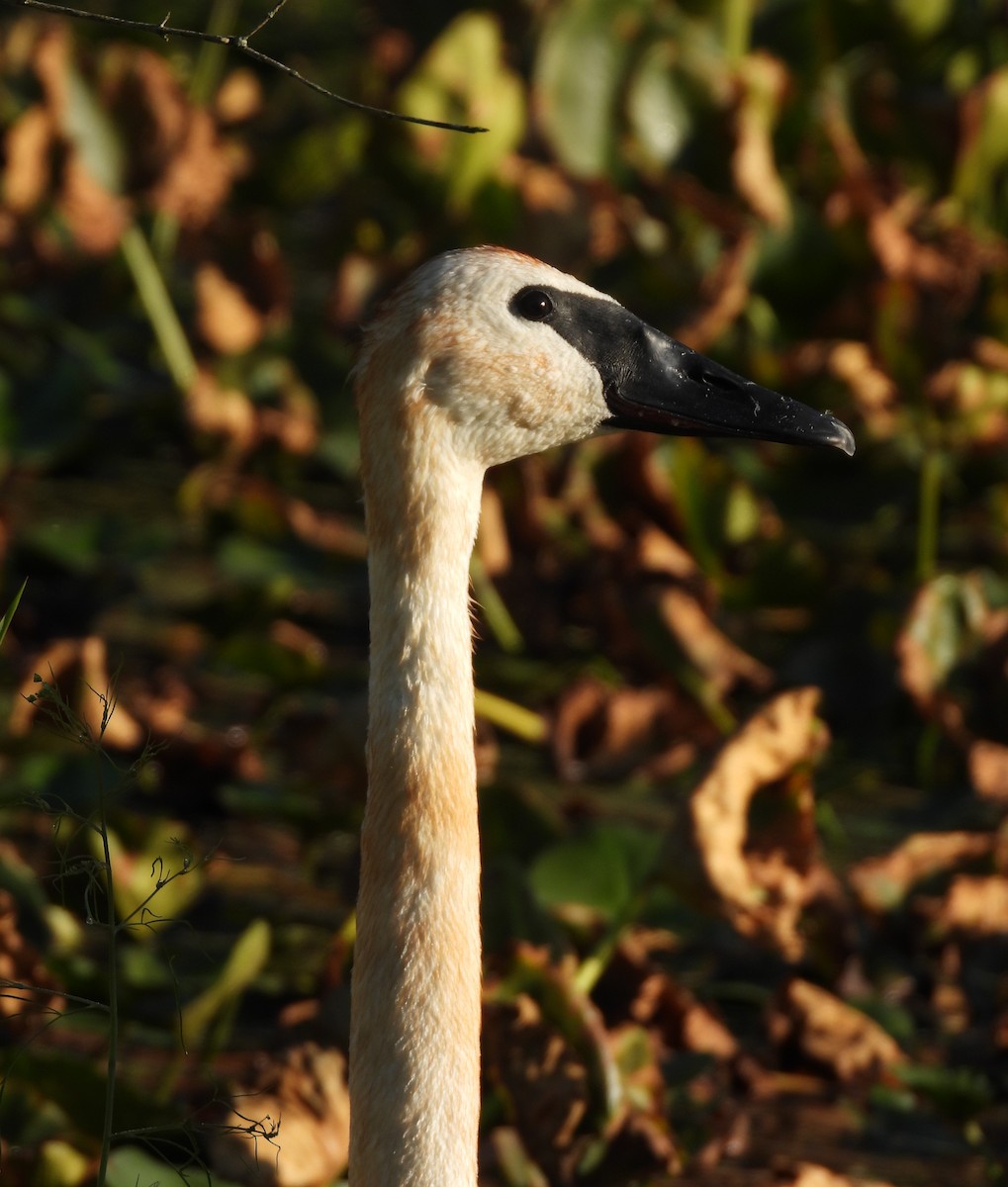 Cisne Trompetero - ML621849791