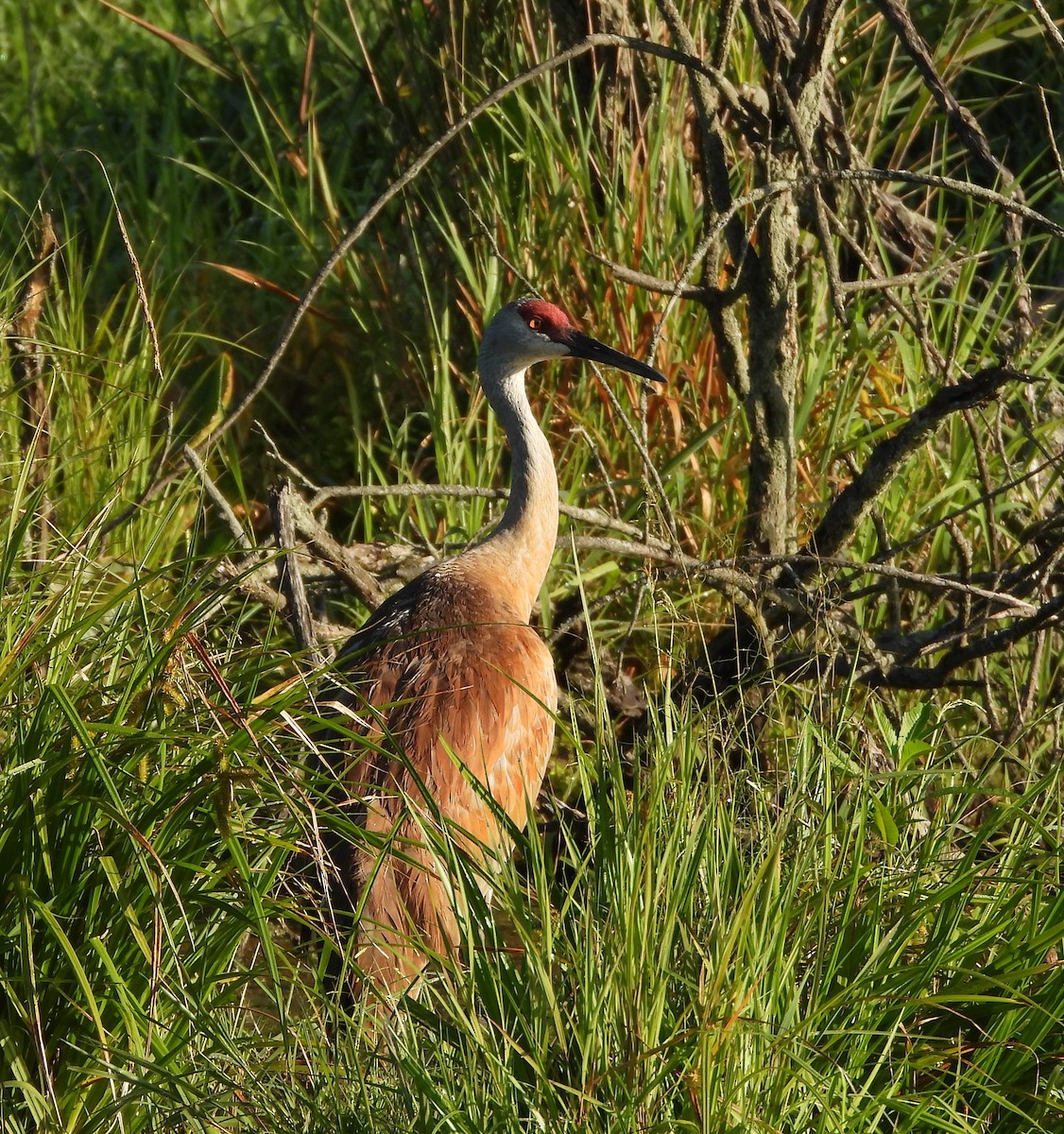 Sandhill Crane - Amy Lyyski