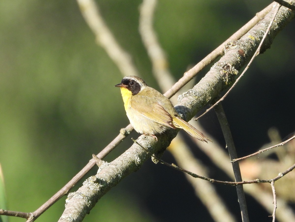 Common Yellowthroat - ML621849805